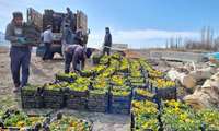 کاشت 40 هزار جعبه گل در سنندج به روایت تصویر